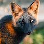 @TotallyNotAFox