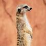 @MeerKatReport