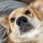 @doggo3609