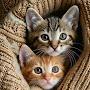 @Cutekittens2517