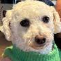@Snoopysdoggydiary