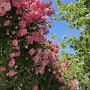 @azimallahverdiyev393