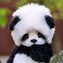 @pandababy6347