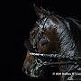 @HarnessRacingGod