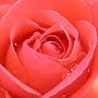 @pamelaprivette5361