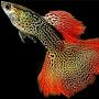 @FishKeeper-i9b