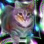 @OllA-CAT