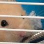 @benthehammyster