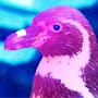 @Emperor.Penguin.