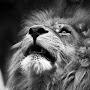 @lionheart8370