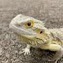 @PetCentral-lb3hw