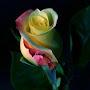 @abullahalanas5832