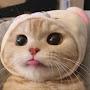 @헹-v6z