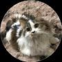 @أبوبيدآء-غ1ق