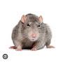 @Rat-i1o