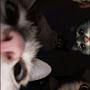 @apippppppppppppp