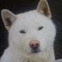 @파란나팔꽃-f8u
