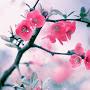 @Star1566om