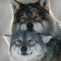 @wolf-267