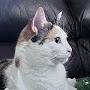@CatTales306