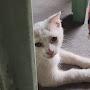 @雷福團