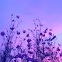 @ramune5287