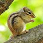 @cloudssquirrel