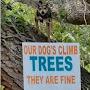 @Dog_in_tree