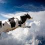 @cowscanfly2562