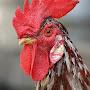 @ChickenUR