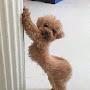 @Woofdoogywoof