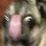 @puggumpus