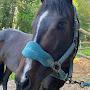 @myas_.equine