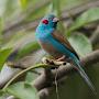 @bluebird1694