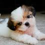 @figura_aqui12