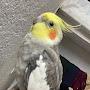 @COCKATIELINPARADISE