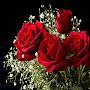 @tausiparveen3409