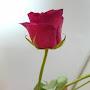 @loveiseverything1529