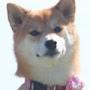 @MoonytheShibe