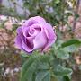 @lindaward-thompson.3049