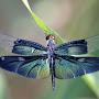 @dragonfly9856