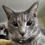 @princesstheadorablecat