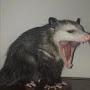 @__salem