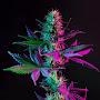 @TheGrowShoww