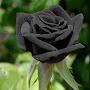 @blackrose9496