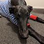 @TaffytheGreyhound