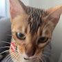 @KEDİLERİN_HEPSi_BENİM