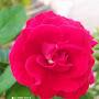 @cristianecaletti6865