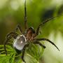 @Arachninja752