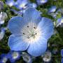 @nemophila00